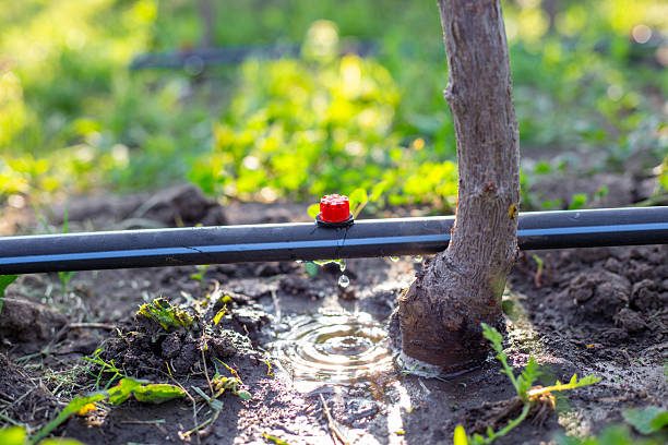 Irrigation goutte à goutte gaine cylindrique arbre fruitier Cameroun