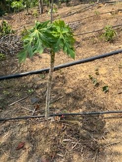 Irrigation goutte à goutte gaine cylindrique au pied d'un papayer Mfou Centre Cameroun
