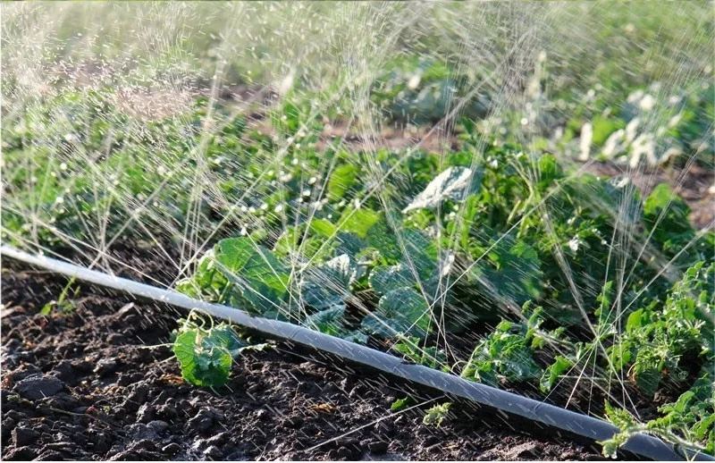 Gaine laser spray irrigation pluie fine cultures denses Cameroun